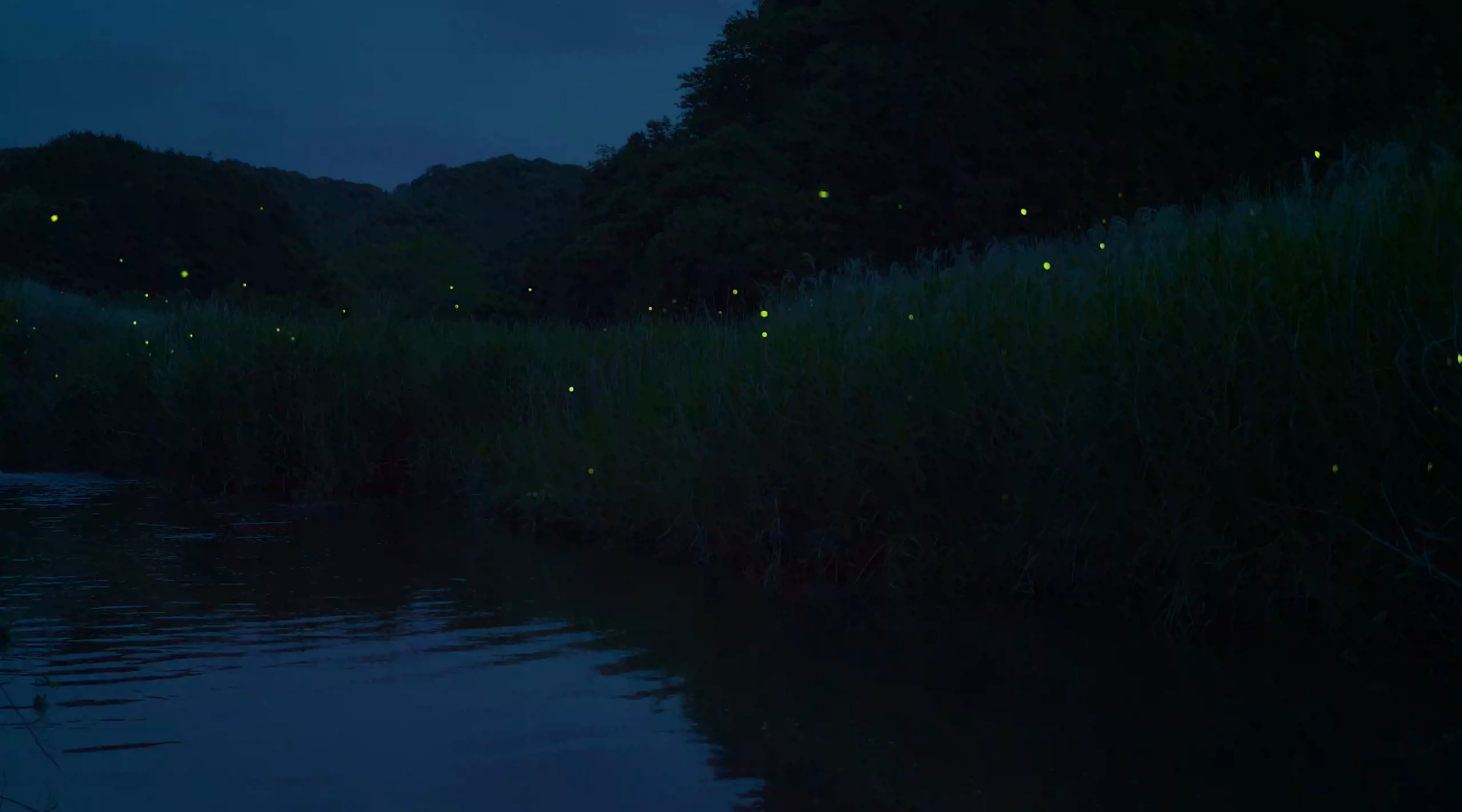 freedom to glow_firefly official website
